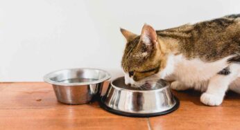 Ciotole cibo e acqua per il gatto: come scegliere le migliori, quali caratteristiche devono avere