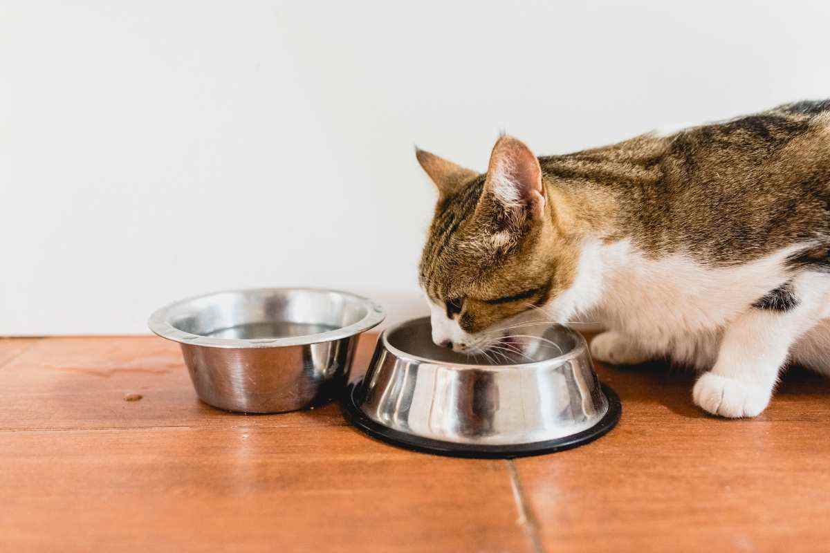 gatto che mangia in una ciotola d'acciaio