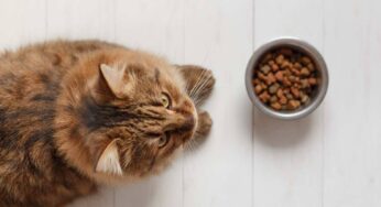 Il gatto non mangia più: le cause che un proprietario deve conoscere per salvargli la vita