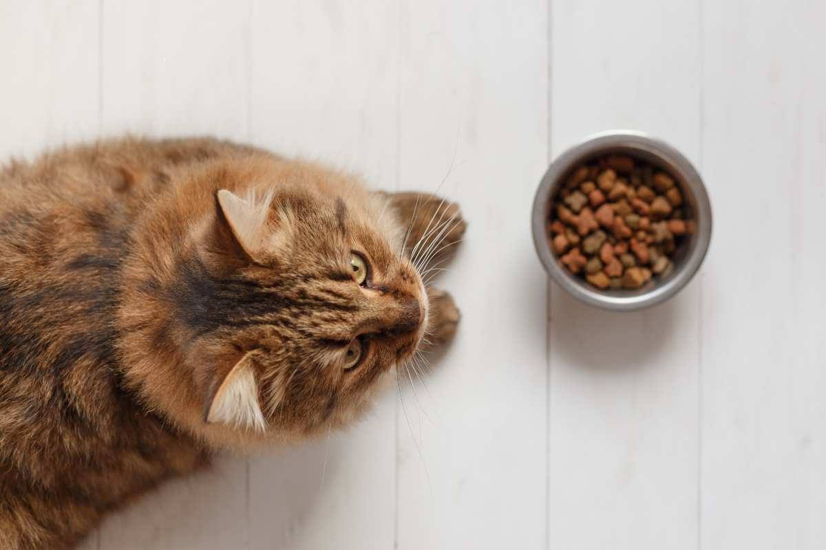 gatto con ciotola di croccantini