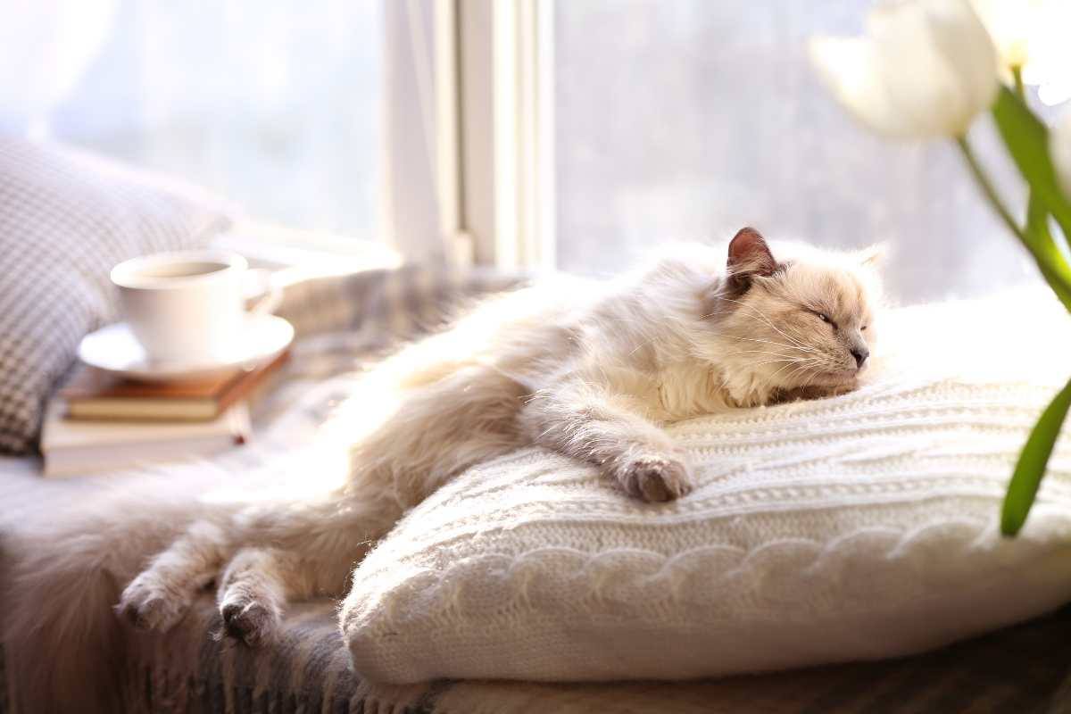 gatto dorme beato sulla poltrona