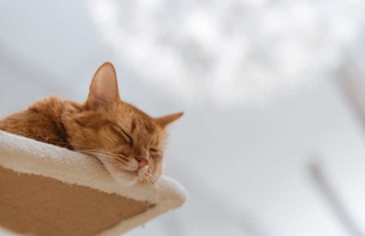 Gatto che dorme su una mensola