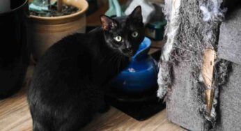 Esiste un semplice trucchetto per evitare che il gatto graffi tutti i mobili: ecco tutti passaggi da seguire
