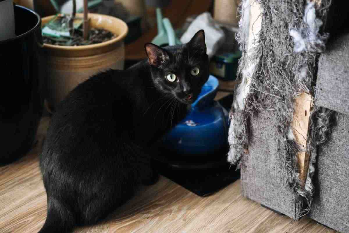 gatto nero che ha graffiato tutto il divano