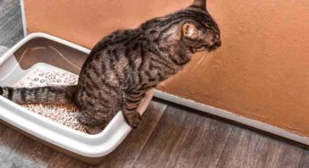 Il vostro gatto presenta questi sintomi? E’ segno di una grave infezione urinaria, cosa fare