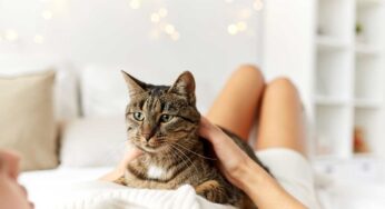 Cosa accade al padrone se dorme tutte le notti col proprio gatto: pro e contro da valutare