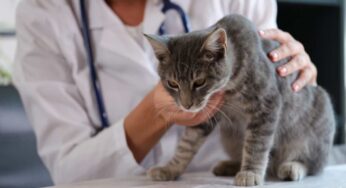 Febbre, vomito ed occhi rossi: se noti questi sintomi nel gatto avverti (subito) il veterinario, ecco perché