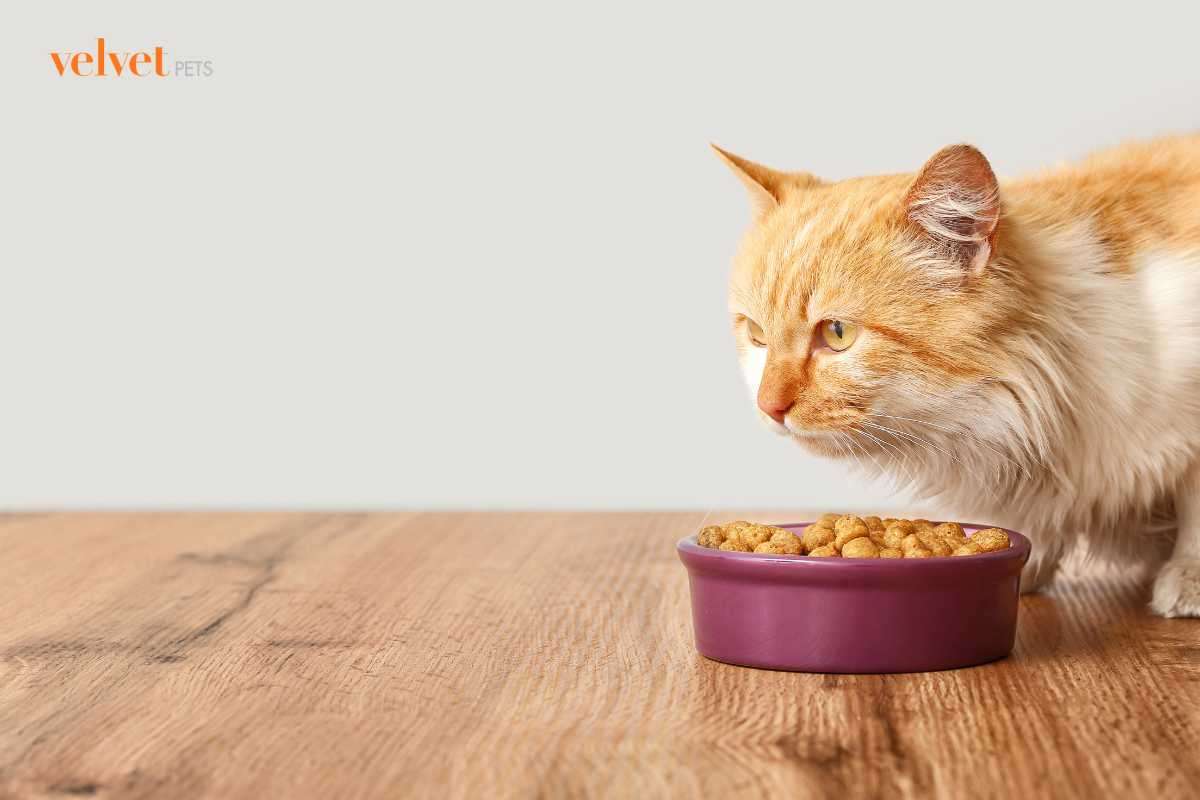 gatto che mangia dalla sua ciotola