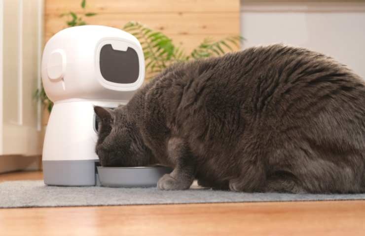 distributore automatico croccantini gatto