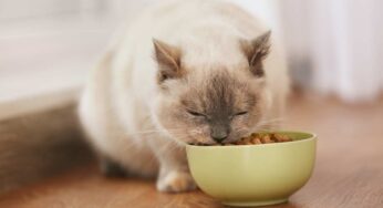 Alimentazione corretta per un gatto in salute: quale prediligere e cosa evitare
