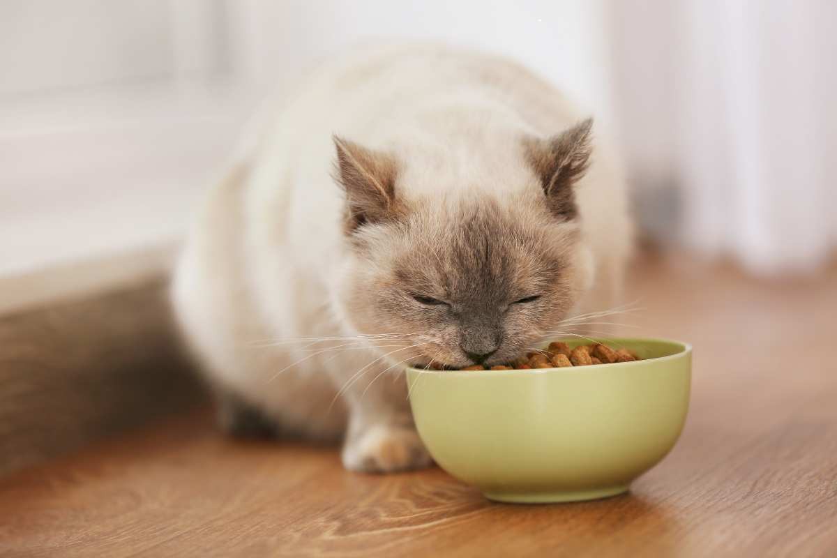 Gatto molto grande mangia dalla ciotola