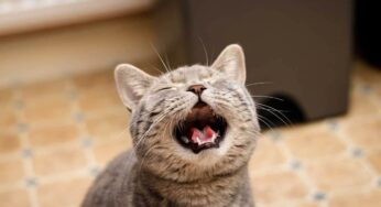 Il gatto miagola continuamente? Le cause possono essere (molto) preoccupanti: non ignorarlo