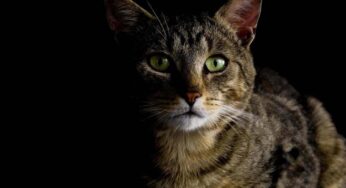 Perché il gatto si sveglia di notte: a volte non c’entra la stanchezza, il vero motivo è inquietante