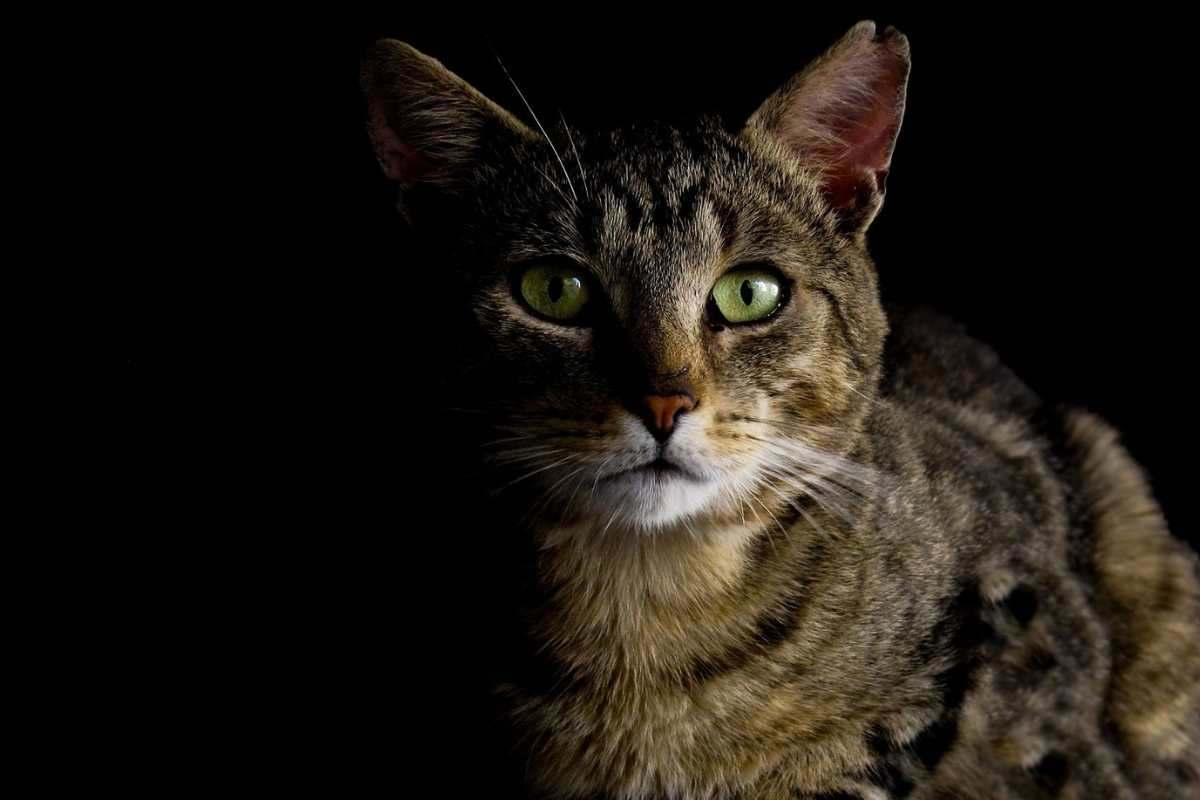 gatto sveglio durante la notte