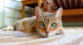 I gatti comunicano molto attraverso le orecchie: quali sono i messaggi da comprendere prima che sia troppo tardi