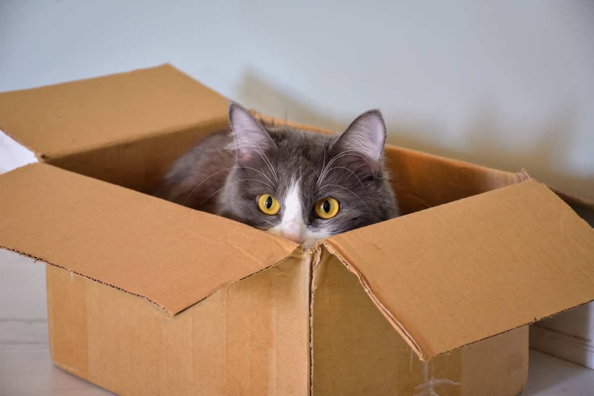 gatto in uno scatolone