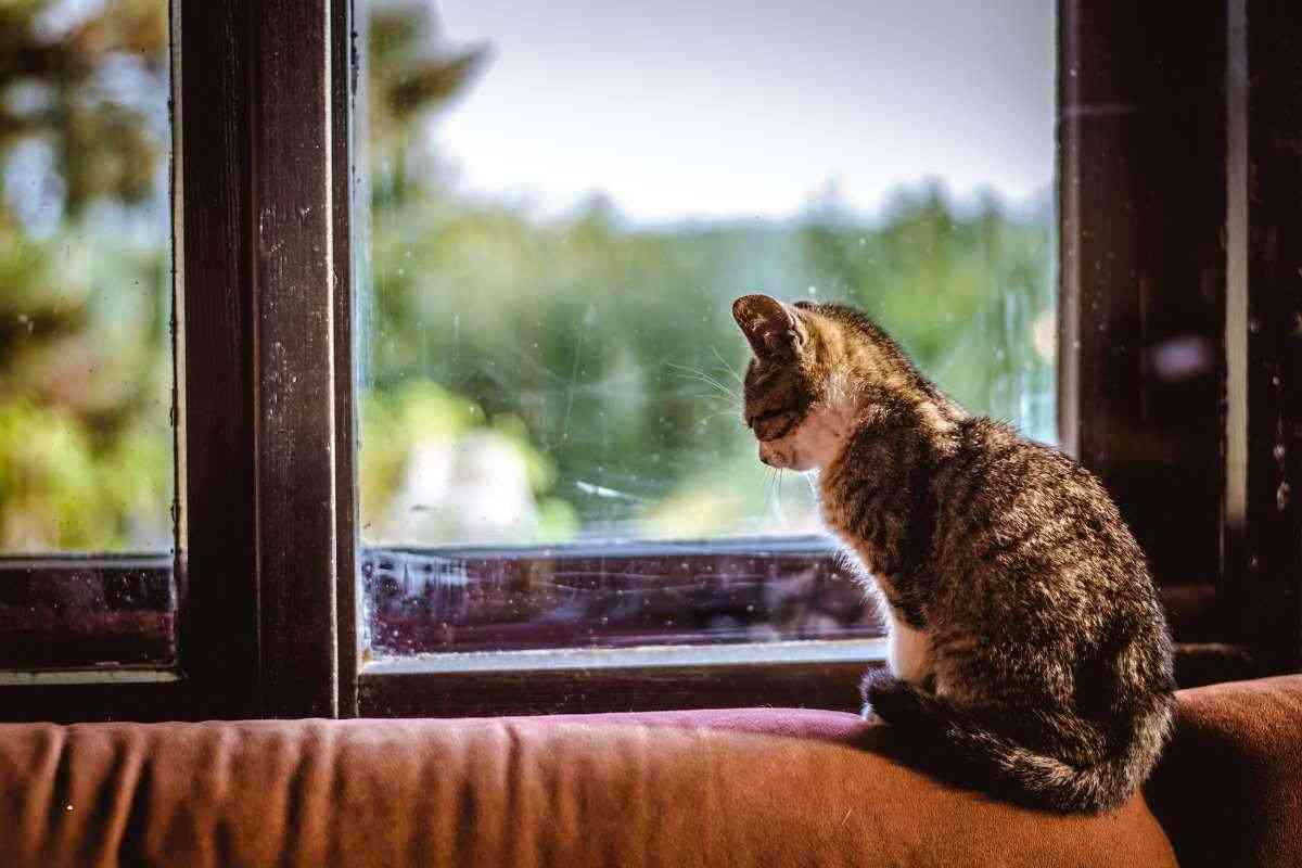 gatto lasciato solo in casa davanti alla finestra