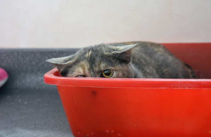 gatto spaventato che si rifugia nella cuccia