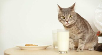 Così lo capirà subito: il gatto smetterà di salire sul tavolo quando gli pare (finalmente)