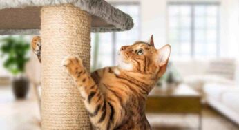 Il gatto non usa il tiragraffi? Devi spiegargli come si fa con questo metodo semplicissimo