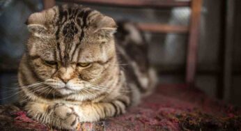 Come si sgrida il gatto: le regole fondamentali per educarlo nel migliore dei modi