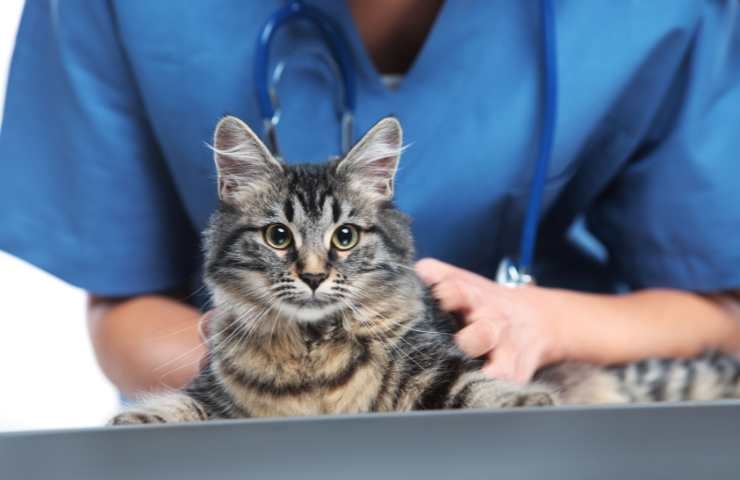 gatto in visita dal veterinario