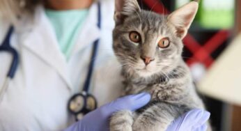 Quali problemi si risolvono con la castrazione del gatto: pro e contro di questa pratica, cosa dicono i veterinari