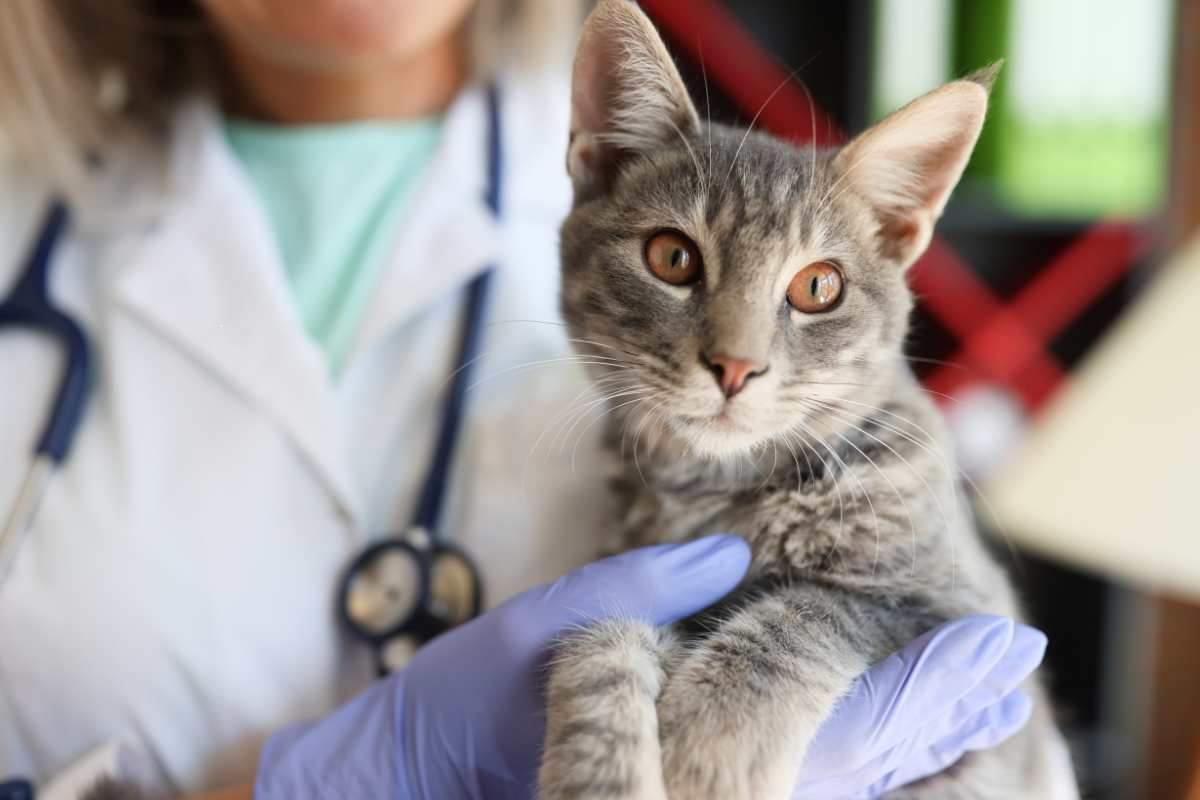 gatto in braccio al veterinario