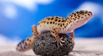 Rettili per neofiti: quali sono le specie più adatte da adottare secondo gli esperti