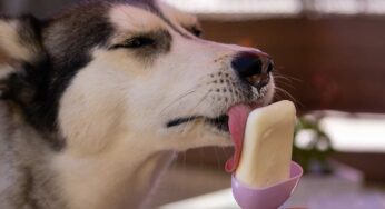 Si può dare il gelato al cane? Meglio se lo fai tu in casa: questi sono i più amati, golosi e rinfrescanti