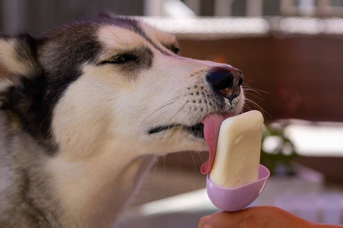 gelato per cani