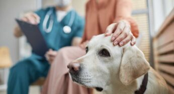 Andare dal veterinario è un dramma per il cane? I motivi più comuni e come aiutarlo a superare lo scoglio
