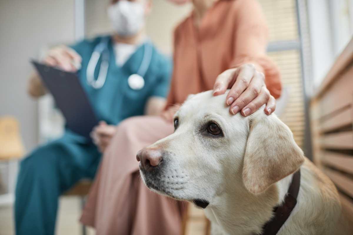 Golden Retriever impaurito per la visita dal veterinario