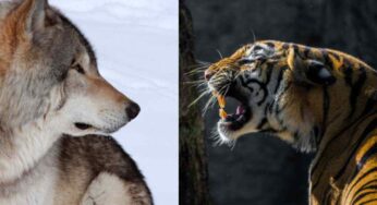 Se si incontrassero un lupo ed una tigre, cosa potrebbe succedere? La risposta non è così scontata