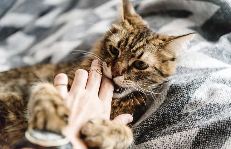 piccolo morso del gatto