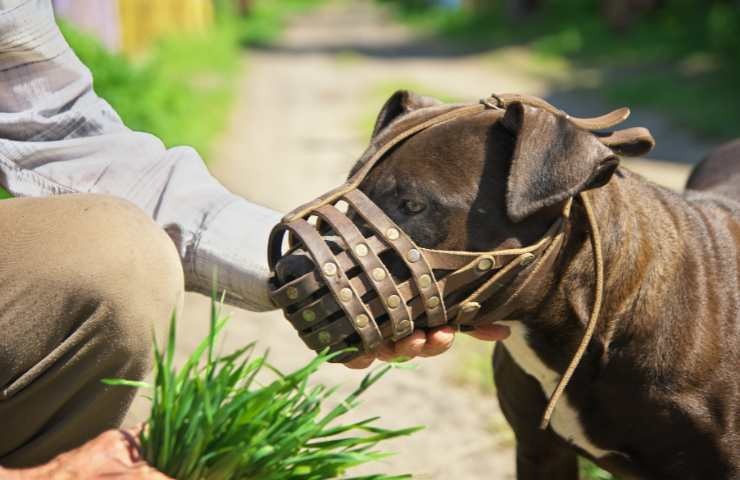 cane di grossa taglia con museruola
