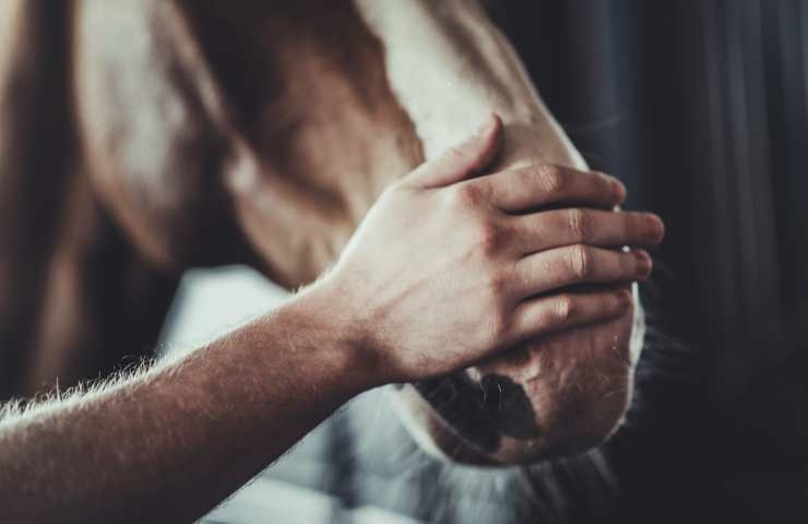 mano sul muso del cavallo