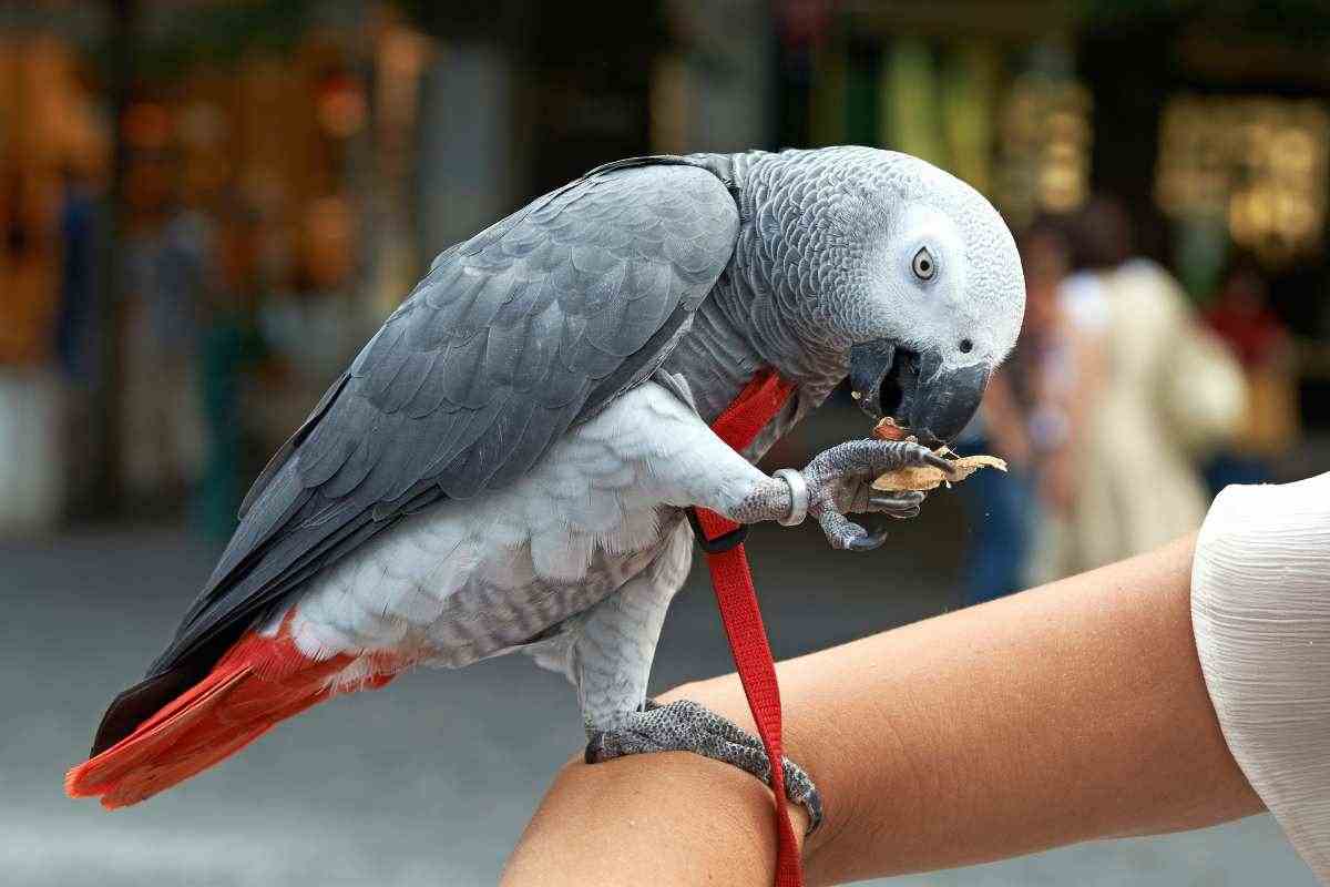 pappagallo poggiato su un braccio