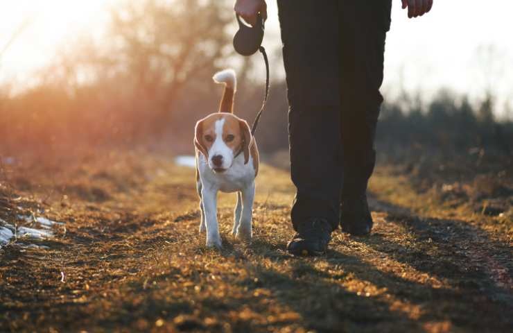 uomo passeggia con il cane