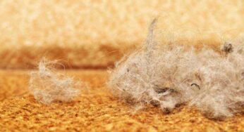 Casa invasa da peli di gatto: quali sono i rimedi migliori per eliminarli e quelli da cui tenersi alla larga