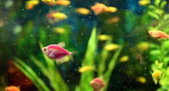 Come evitare che i pesci dell’acquario si ammalino: le accortezze da avere nell’allestimento e nella gestione dell’ecosistema