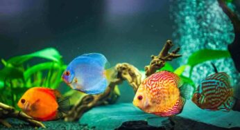 Pesci tropicali per principianti: quali specie scegliere per iniziare l’hobby dell’acquariofilia