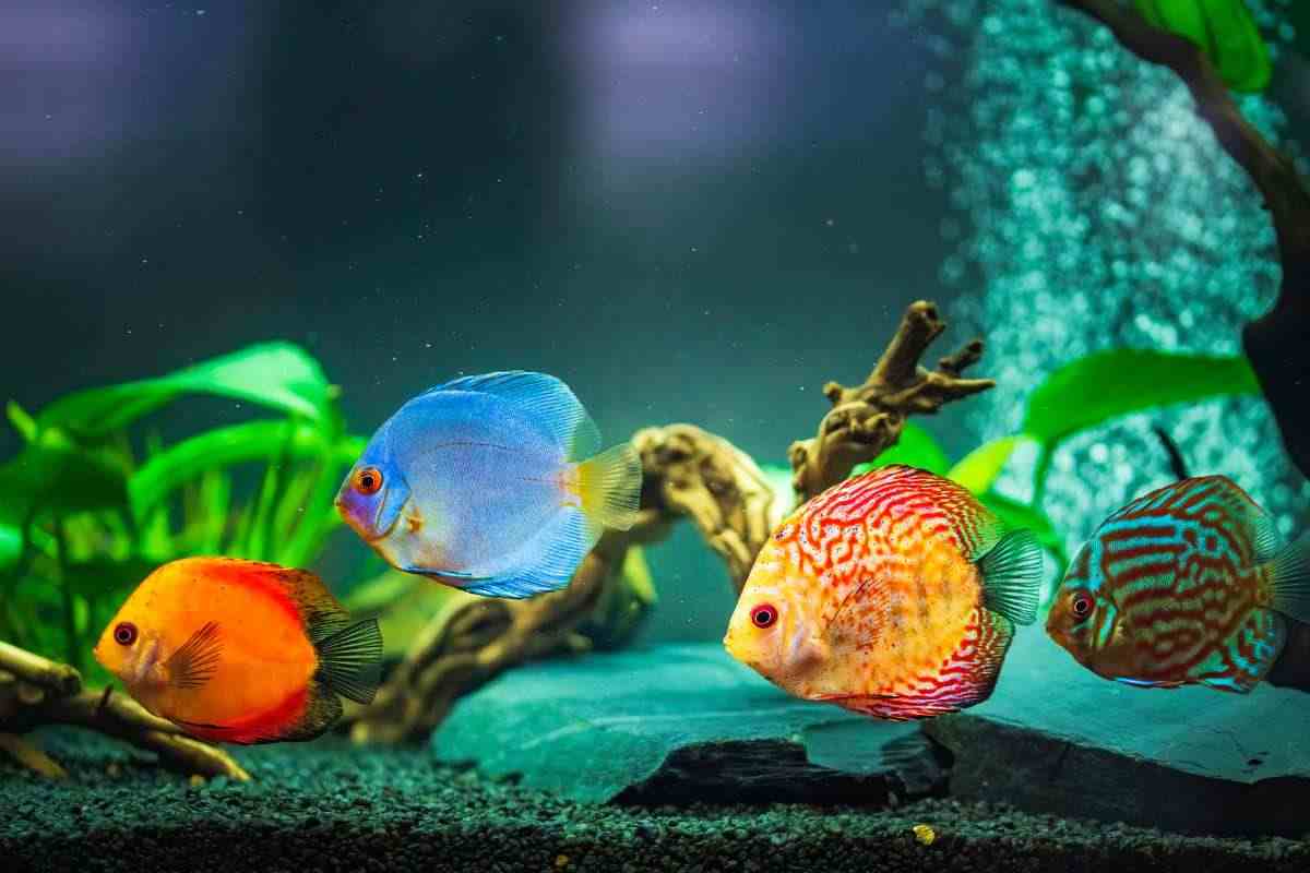 pesci all'interno dell'acquario