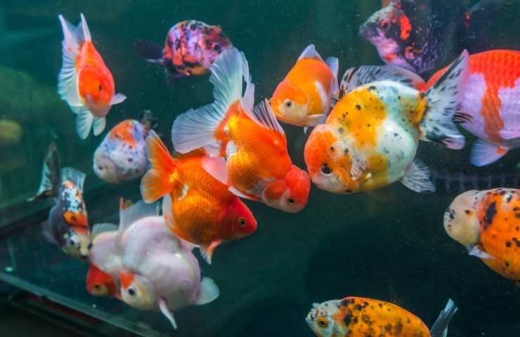 pesci rossi di vari colori e forme