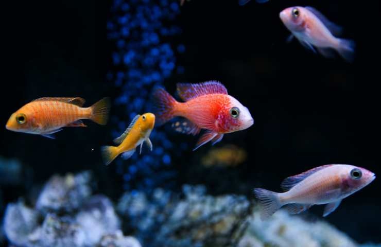 pesci di vari colori