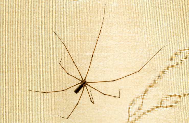 ragno pholcus phalangioides