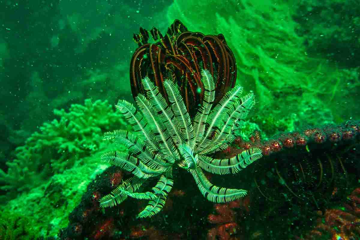 piante adatte all'acquario