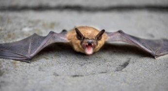 I pipistrelli si attaccano ai capelli, storia vera o fantasia? Forse, sono ancora in pochi quelli che conoscono la verità