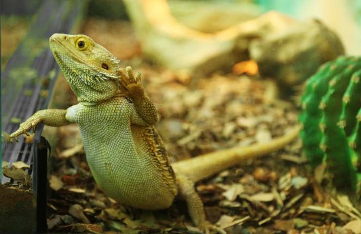 pogona rettile facile da gestire