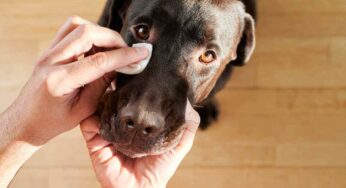 Tra le attività più importanti per la salute del cane: ecco come si puliscono gli occhi